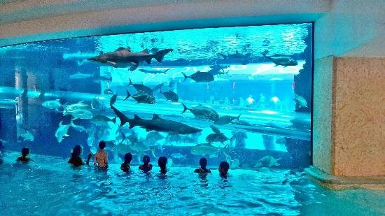 Tourists Swimming with Sharks in Golden Nugget Pool!